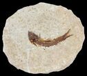 Knightia Fossil Fish - Wyoming #60839-1